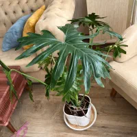 گیاه برگ انجیری