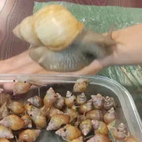 حلزون|خزنده|تهران, شهرک چیتگر|دیوار