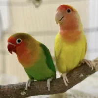 طوطی برزیلی نر و ماده