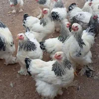تخم مرغ برهما رومانیای