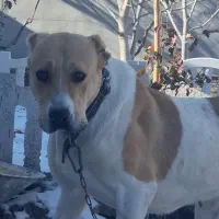 یک جفت سگ خالص آلابایی