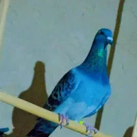 یازده  عدد مسافتی درجه یک|پرنده|سراوان, |دیوار