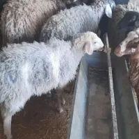 گوسفند بره بز پاکستانی قوچ شال رومانوف یکجا|حیوانات مزرعه|سرخه حصار, |دیوار