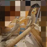 یک جفت عروس هلندی آهویی