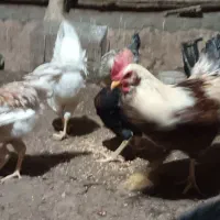 مرغ و خروس|حیوانات مزرعه|مهدی شهر, |دیوار