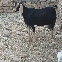 بز نر ودوعدد ماده آبستن