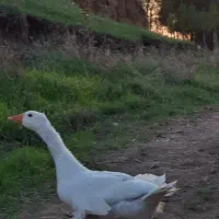 فروش یک عدد جوجه غاز ۵ماهه