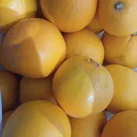 پرتغال تامسون