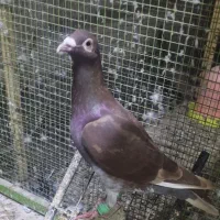 کبوتر نر پلاکی