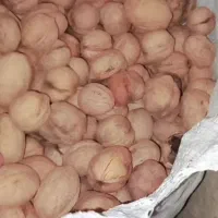 گردو کاغذی