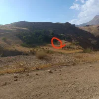 زمین کشاورزی باغ