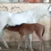 مادیون یکسر