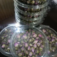 غنچه گل محمدی