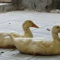 اردک