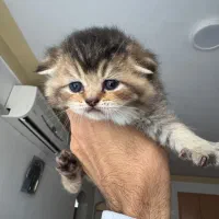 گربه اسکاتیش