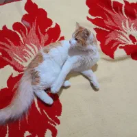 گربه خانگی|گربه|علی‌آباد کتول, |دیوار