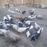 کبوتر رنگی اس اس حدود ۴۰ عدد