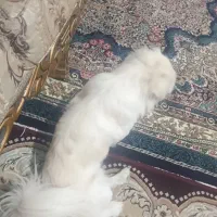 سگ پیکینیز