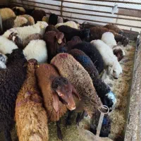 گوسفند خونی برای مجالس /گوسفند زنده