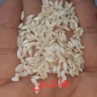 برنج ایرانی مستقیم از شمال قیمت برنج پاکستانی