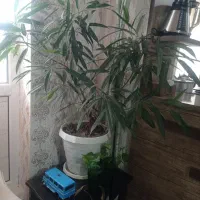 گل طبیعی|گل و گیاه طبیعی|گلبهار, شهر جدید گلبهار|دیوار