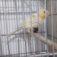 قناری، سهره