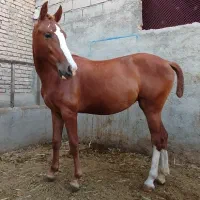 کره مادیان از سهیل حیدر  پرخون