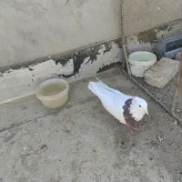 طوقی نر بدون عیب|پرنده|آباده, |دیوار