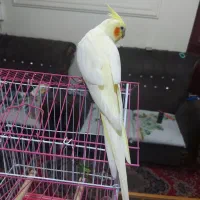 عروس هلندی لوتینو ماده رام شش ماهه مست مست|پرنده|رشت, یخسازی|دیوار