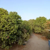 فروش چوب مرکبات