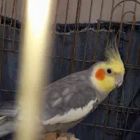 عروس هلندی