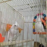 جفت عروس هلندی آلبینو|پرنده|پائین جام, |دیوار