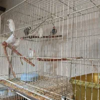 فنج نرگسی جفت و تک