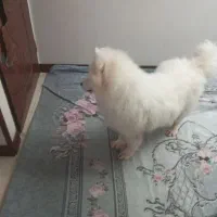 سامویید|سگ|اسلامشهر, شهرک قائمیه|دیوار