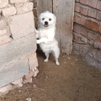 سگ پاکوتاه|سگ|زرند, |دیوار