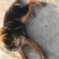 توله ژرمن وورک لاین اصیل