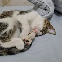 گربه رایگان|گربه|اسلامشهر, شهرک قائمیه|دیوار