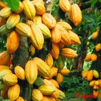 نهال نایاب کاکائو|گل و گیاه طبیعی|تهران, بوستان سرخه حصار|دیوار