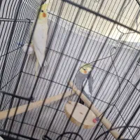 یک جفت عروس هلندی نر و ماده|پرنده|قم, شهرک امام حسین|دیوار