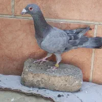 کفتر مسافتی|پرنده|شیراز, میانرود|دیوار