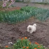 سگ پاکوتاه درجه یک نژاد دار