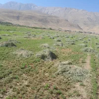 یونجه