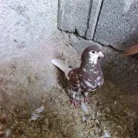 شهری یال گلدار