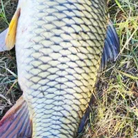 کپور سپیدرود صید روز لاهیجان