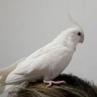 عروس هلندی  البینو