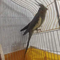 عروس هلندی نر سر حال