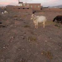 نربز سانن|حیوانات مزرعه|تربت‌حیدریه, کلاته توکلی|دیوار