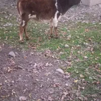 گوساله ‌ماده‌یک‌ساله|حیوانات مزرعه|سنگر, |دیوار