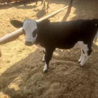 گوساله شیری ماده به فروش می‌رسد|حیوانات مزرعه|کوهدشت, |دیوار