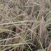 کارگر نشا میخوام برا برج ۳